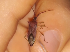 Gonocerus insidiator