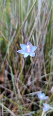 Thelymitra mucida