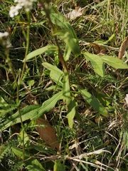 Pentanema britannica