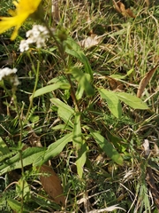 Pentanema britannica