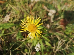 Pentanema britannica