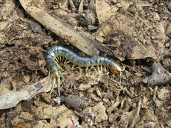 Cormocephalus
