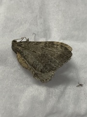 Larentiinae