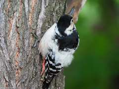 Dendrocopos leucotos