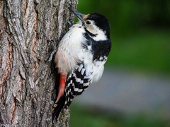 Dendrocopos leucotos