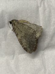 Larentiinae
