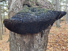 Phellinus