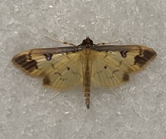 Eulepte