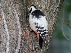 Dendrocopos leucotos