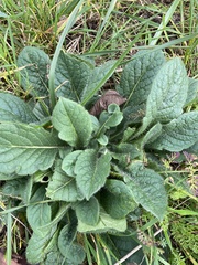 Borago officinalis