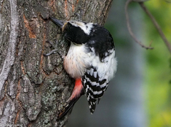 Dendrocopos leucotos