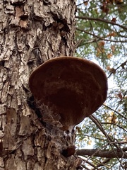 Phellinus