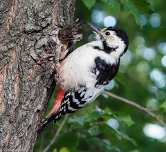 Dendrocopos leucotos