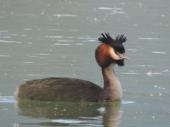 Podiceps cristatus australis