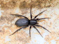 Zelotes