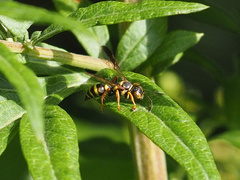 Psammaletes mexicanus