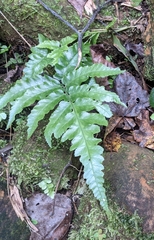 Diplazium dilatatum