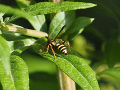 Psammaletes mexicanus