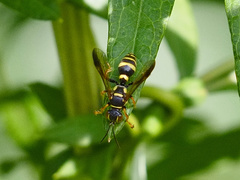 Psammaletes mexicanus