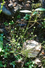 Androsace filiformis