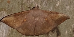 Oxydia trychiata
