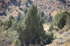 Juniperus occidentalis