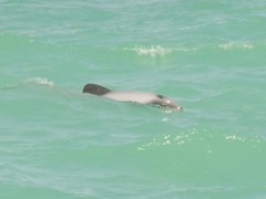 Cephalorhynchus hectori
