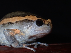 Kaloula pulchra