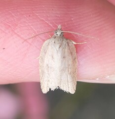 Acleris sparsana