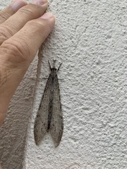 Vella fallax