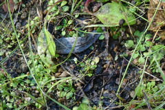 Androsace filiformis