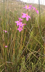 Chironia jasminoides