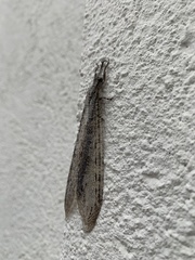 Vella fallax