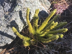 Huperzia appressa