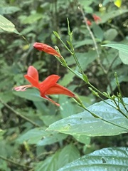 Dicliptera sexangularis