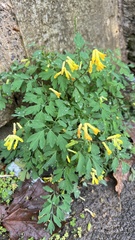 Pseudofumaria lutea