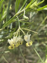 Gomphocarpus fruticosus fruticosus