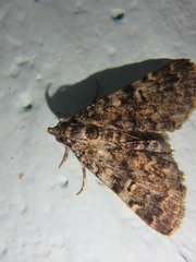 Idia calvaria