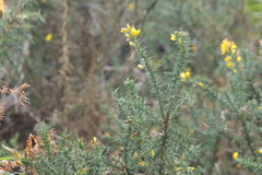 Ulex gallii