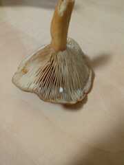 Lactarius subdulcis
