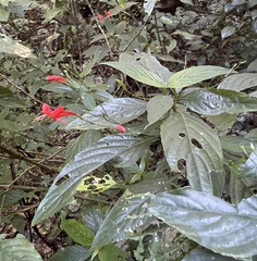 Dicliptera sexangularis