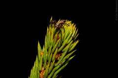 Philodromus aureolus