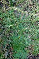 Artemisia integrifolia