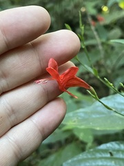 Dicliptera sexangularis