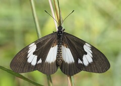 Acraea aganice montana