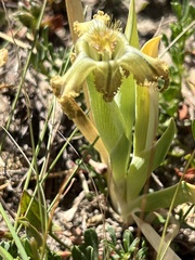 Ferraria
