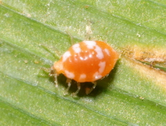 Coniopteryginae