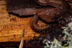 Polydesmus complanatus