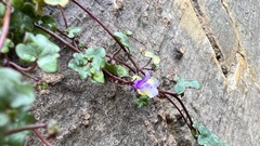 Cymbalaria muralis