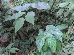 Begonia longifolia